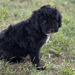 "Black with white ~ Female" Sheepadoodle Puppies from Dogwood Hills
