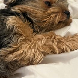 Minkah - Yorkshire Terrier
