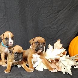 Boxer Puppies from BleuSkye Kennels