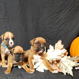 Boxer Puppies from BleuSkye Kennels
