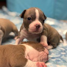 Bear - Lilac male Boston Terrier puppy in Red Rock, Arizona from Cortes Boston Terriers