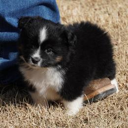 Black Tri - Black tri female Miniature Australian Shepherd puppy in Lawton, Oklahoma from Lindsey’s Aussies