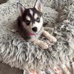 Girl 3 - Black and white female Alaskan Klee Kai puppy in Beverly Hills, Florida from Lucky Charm Klee Kai