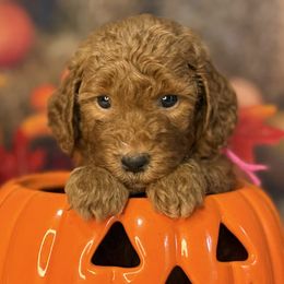 Autumn, Pink Collar - Red  female Goldendoodle puppy in Lake Panasoffkee, Florida from Donnas Deluxe Doodles LLC