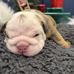Girl 2 - Red and white female Bulldog puppy in Charlotte, North Carolina from Golden Leaf Kennels LLC