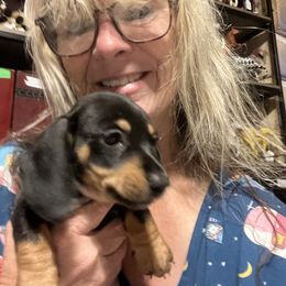 Black and tan boy - Black and tan male Dachshund puppy in Brooksville, Florida from Ween Acres