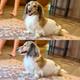 Ollie