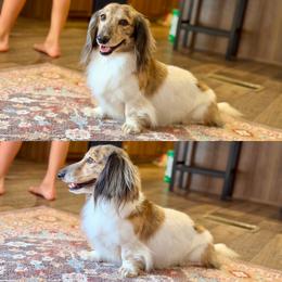 Ollie - Dachshund