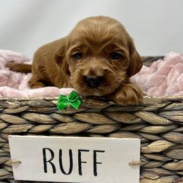 Meli's Green Male - Apricot male Goldendoodle puppy in Great Falls, Montana from Montana Goldendoodles
