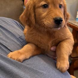 Orange - Dark golden female Golden Retriever puppy in Anson, Texas from Diamond Bar N Ranch