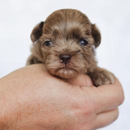Tavi - Merle male Shihpoo puppy in Nickelsville, Virginia from The Teddybear Shihpoo