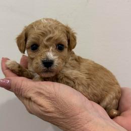 Asher - Red  male Goldendoodle puppy in Ambrose, Georgia from Brandilyn's Aussies