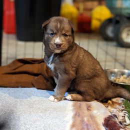 Siberian Husky Puppies from Wyant Farms