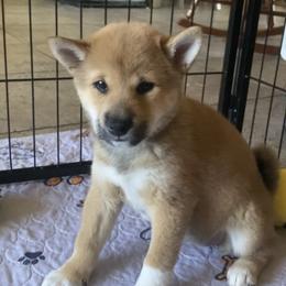 Shiba Inu Puppies from Kiara Coloma