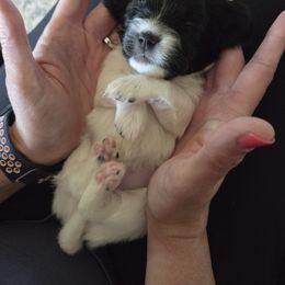 Deuce - White and black male Papillon puppy in Cedarville, Ohio from Happy Paps