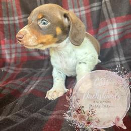 Dachshund Puppies from CSW Dachshunds