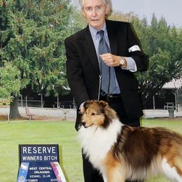 Shetland Sheepdogs from MV Shelties