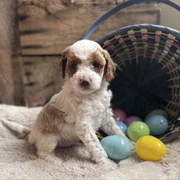 Reef - Blenheim male Cavapoo puppy in Orrstown, Pennsylvania from Pawfect Fur Friends