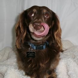 Dachshunds from Doxies of 661