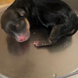 Petula - Black and gold female Yorkshire Terrier puppy in Phoenix, Arizona from Coursey’s Yorkies