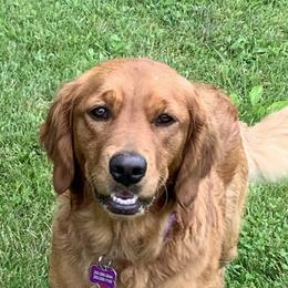 Penny - Golden Retriever