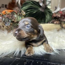 Copper - Chocolate and tan male Dachshund puppy in Washburn, Tennessee from Clinch Mountain Dachshunds