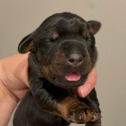 Saroo - Black and rust female Doberman Pinscher puppy in Newberg, Oregon from De Mata Dobermann Kennel