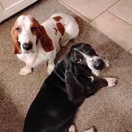 Butters - Basset Hound