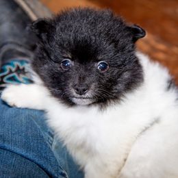 Companion Cross, Papillon, and Pomeranian Puppies from Lovely Ladies and Little Asses Miniature Equines (L3A Pomeranians & Papillons)