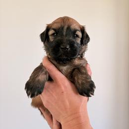 Mr Camo - Wheaten male Soft Coated Wheaten Terrier puppy in Fowler, Ohio from Warzalas wheatens
