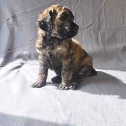 Topaz - Brindle male Poodle puppy in Elk, Washington from Nothing better than Standard poodles