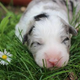 Border Collie Puppies from Team Reeves Ranch