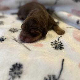 Cindy Lou - Chocolate and cream female Dachshund puppy in Morristown, Tennessee from Hillside Hounds