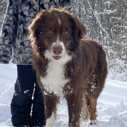 Rory - Australian Shepherd
