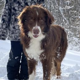 Rory - Australian Shepherd
