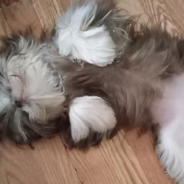 Charley - Shih Tzu