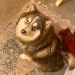Zircon - Pomsky