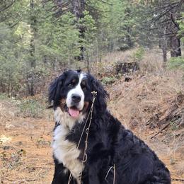 Brookie - Bernese Mountain Dog