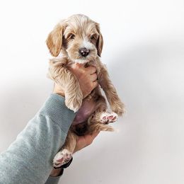 Australian Labradoodle Puppies from HoneyPeaks Australian Labradoodles