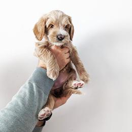 Australian Labradoodle Puppies from HoneyPeaks Australian Labradoodles