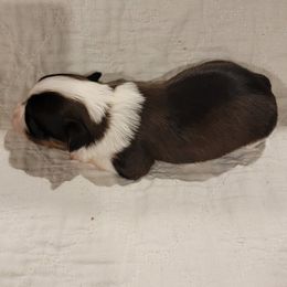 Beau - Red male Havanese puppy in Tarrant County, Texas from Jerico Havanese