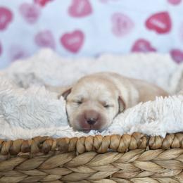 Max - Yellow male Labrador Retriever puppy in Williamston, Sc, South Carolina from Dutton Dog Co & Dalla Grazia Doberman