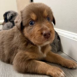 Reeses - Red tri-color male Australian Shepherd puppy in East Hartford, Connecticut from CT Aussies