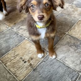 Yellow - Red tri-color male Aussiedoodle puppy in Grants Pass, Oregon from Woodwind Miniatures