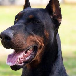 Tuna - Doberman Pinscher