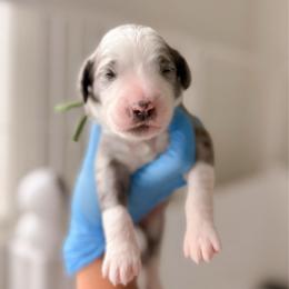 Green - Merle male Bernedoodle puppy in Cold Spring, Minnesota from A.N.A. Doodles