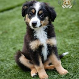 Yankee Doodle - Black tri male Miniature Australian Shepherd puppy in San Antonio, Texas from Wigglebutts Unlimited