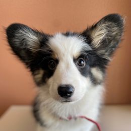 Bruno - American Corgi