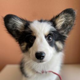 Bruno - American Corgi