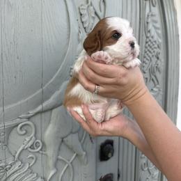 Reba - Blenheim female Cavalier King Charles Spaniel puppy in Calhoun, Georgia from Cavis at Wryah Farm